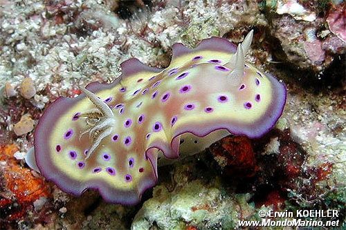 Chromodoris kuniei (Chromodoris kuniei)