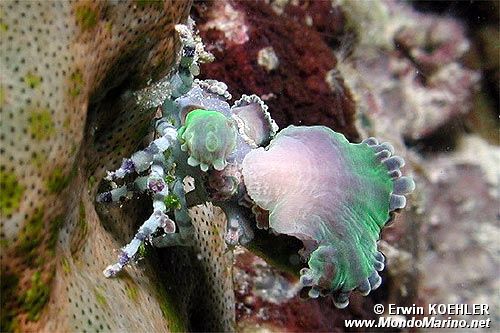 Granchio tubercolato (Cyclocoeloma tuberculata)
