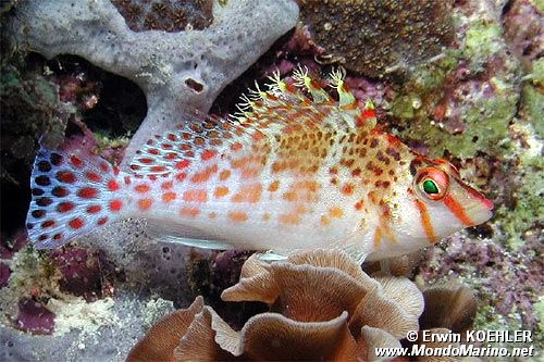 Pesce falco nano (Cirrhitichthys falco)