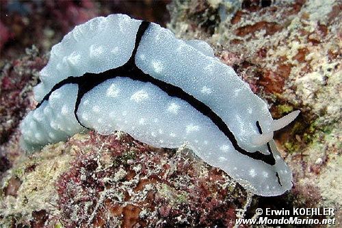 Phyllidia (Phyllidiopsis shireenae)