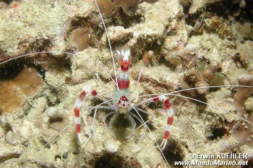 Gambero pulitore a bande (Stenopus hispidus)