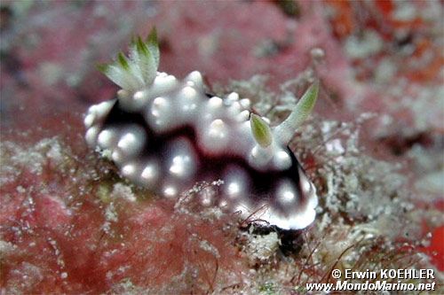 Chromodoris geometrica (Chromodoris geometrica)