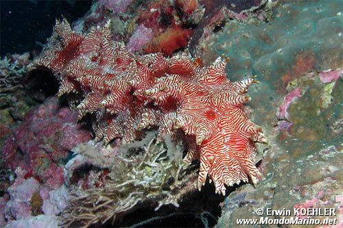 Oloturia rossa (Thelenota rubralineata)