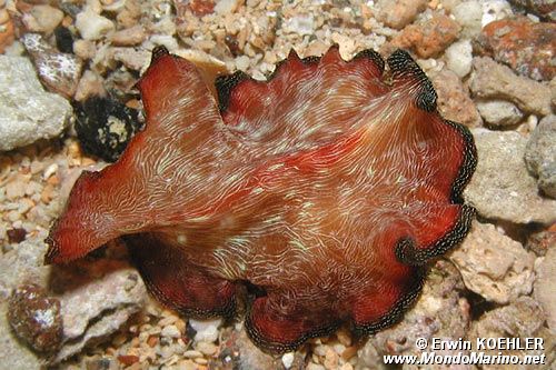 Verme piatto (Pseudobiceros fulgor)