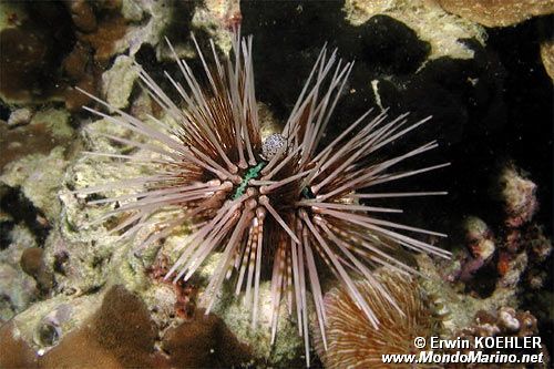 Riccio calamaro (Echinothrix calamaris)