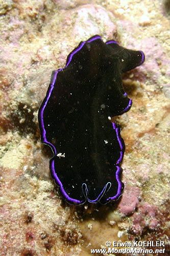 Verme piatto (Pseudoceros sapphirinus)