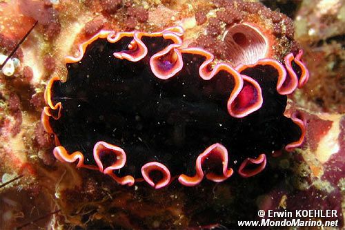 Verme piatto (Pseudobiceros gloriosus)