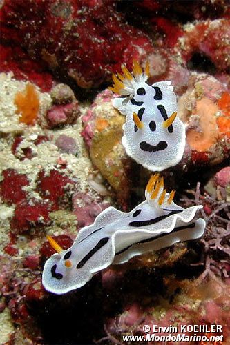 Nudibranchio (Chromodoris dianae)