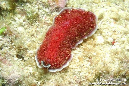 Verme piatto (Pseudobiceros n.d.)