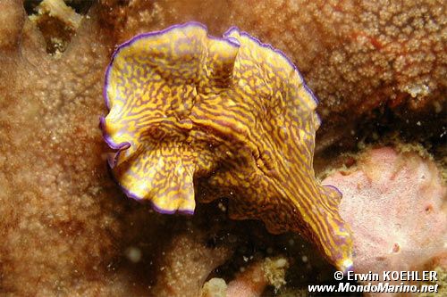 Verme piatto (Pseudoceros gravieri)