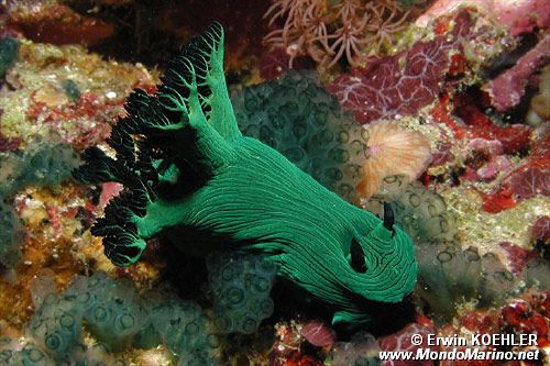 Nembrotha di Miller (Nembrotha milleri)