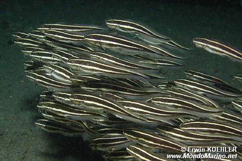 Pesce gatto di mare (Plotosus lineatus)