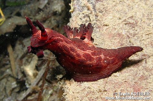 Nudibranchio (Nembrotha mullineri)