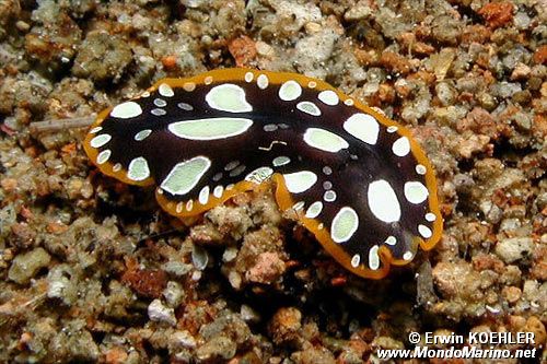 Verme piatto (Pseudoceros scintillatus)