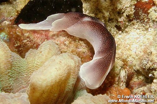 Chelidonura (Chelidonura amoena)