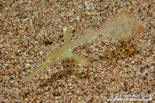 Pesce ago fantasma robusto (Solenostomus cyanopterus)