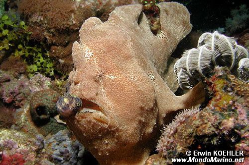 Pesce rana gigante (Antennarius commersoni)