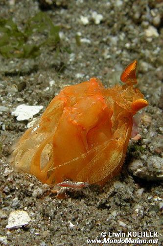 Canocchia arancione (Lysiosquilloides mapia)