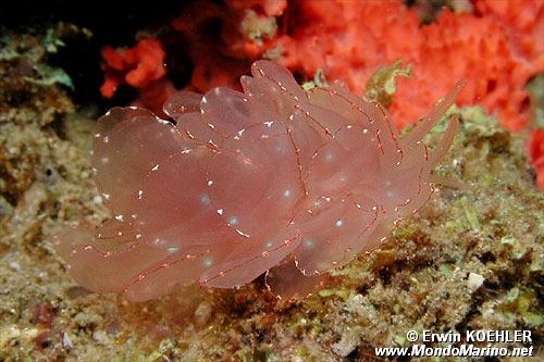 Sacoglosso (Cyerce elegans)