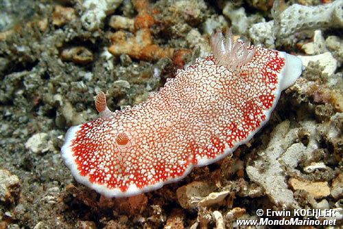 Chromodoris (Chromodoris tinctoria)