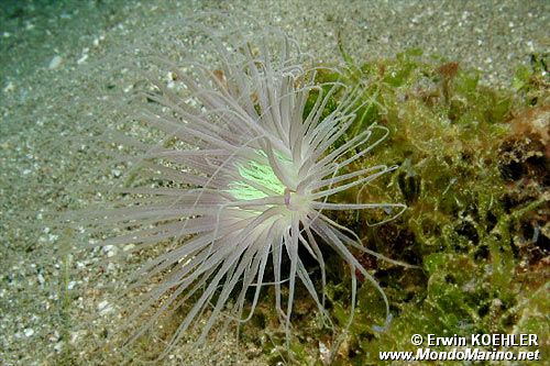 Anemone (Pachycerianthus n.d.)