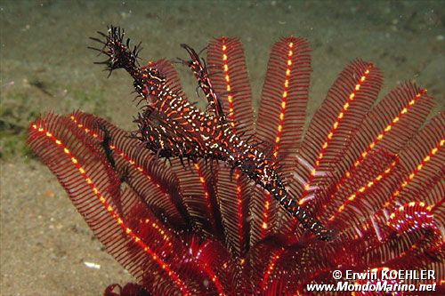Pesce ago fantasma ornato (Solenostomus paradoxus)