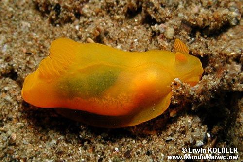 Gymnodoris (Gymnodoris subflava)