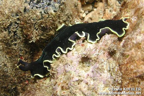 Verme piatto (Pseudoceros n.d.)