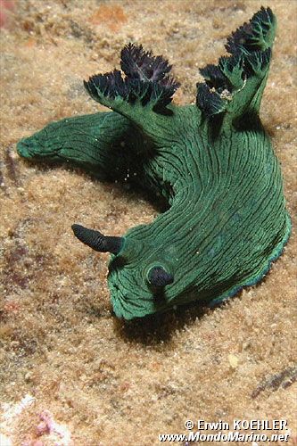 Nembrotha di Miller (Nembrotha milleri)