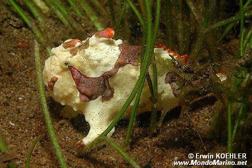 Pesce rana maculato (Antennarius maculatus)