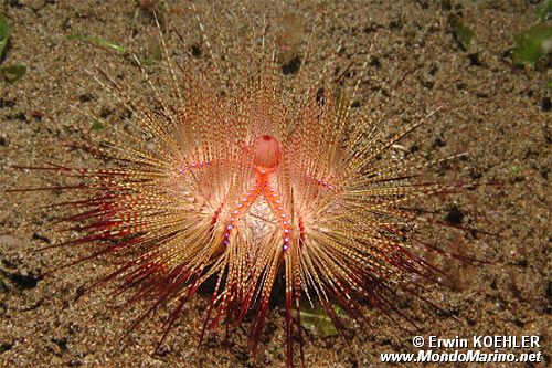 Riccio di mare (Astropyga radiata)