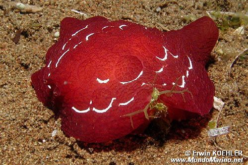 Pleurobranco di forskal (Pleurobranchus forskali)