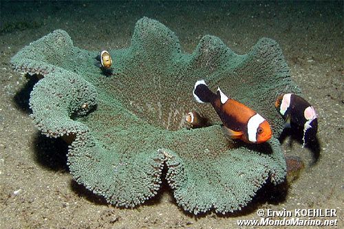 Pesce pagliaccio dalla sella (Amphiprion polymnus)
