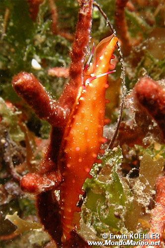 Gasteropode (Hiata depressa)