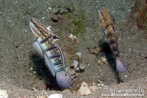 Ghiozzo a bande (Amblygobius phalaena)