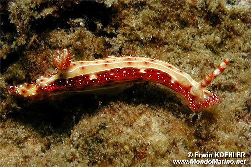 Nudibranchio (Hypselodoris maculosa)