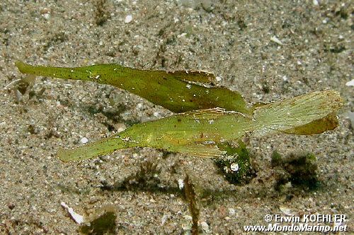 Pesce ago fantasma robusto (Solenostomus cyanopterus)