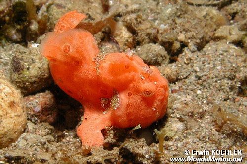 Pesce rana gigante (Antennarius commersoni)