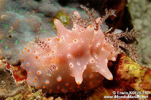 Nudibranchio (Halgerda batangas)