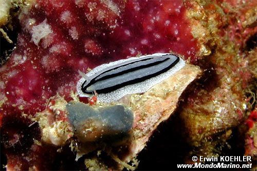 Nudibranchio (Phyllidiopsis striata)