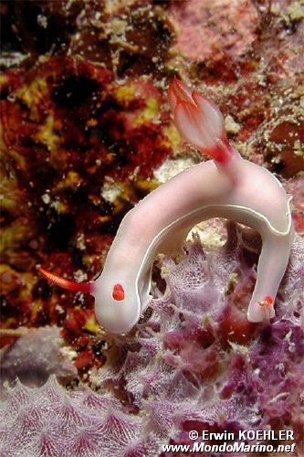 Hypselodoris (Hypselodoris bullocki)
