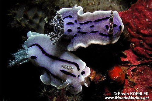 Chromodoris willani (Chromodoris willani)