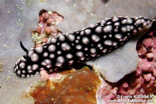 Nudibranchio (Phyllidiella nigra)