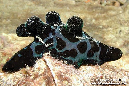 Chelionoto (Chelyonotus semperi)