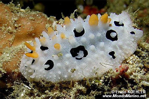 Nudibranchio (Phyllidia babai)