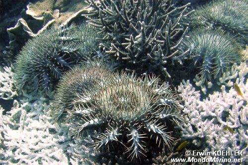 Stella corona di spine (Acanthaster planci)