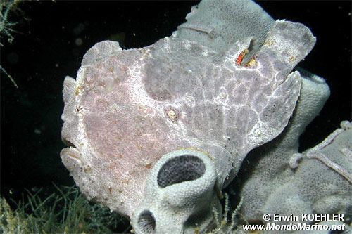 Pesce rana gigante (Antennarius commersoni)