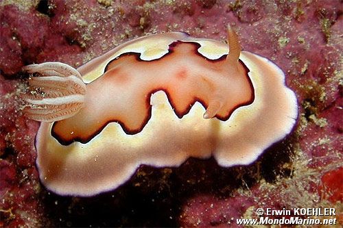 Chromodoris coi (Chromodoris coi)