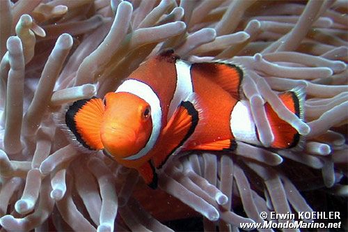 Pesce pagliaccio occidentale (Amphiprion ocellaris)