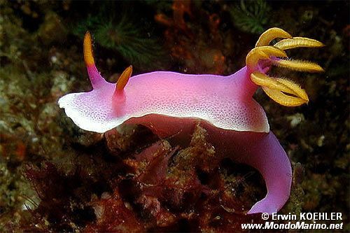 Hypselodoris (Hypselodoris bullocki)